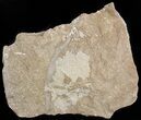 Ordovician Bryozoans (Chasmatopora) Plate - Estonia #47451-1